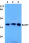 Taste 2 Receptor Member 20 antibody, A14508-1, Boster Biological Technology, Western Blot image 