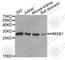 High Mobility Group Box 1 antibody, A0718, ABclonal Technology, Western Blot image 