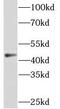 Sorting Nexin 32 antibody, FNab08092, FineTest, Western Blot image 