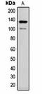Calcium Voltage-Gated Channel Auxiliary Subunit Alpha2delta 1 antibody, orb323233, Biorbyt, Western Blot image 
