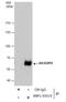 RAS Guanyl Releasing Protein 2 antibody, NBP1-33315, Novus Biologicals, Western Blot image 