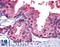 Phosphodiesterase 4B antibody, LS-B3942, Lifespan Biosciences, Immunohistochemistry paraffin image 