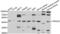 Protein C Receptor antibody, LS-C334268, Lifespan Biosciences, Western Blot image 