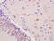 Solute Carrier Organic Anion Transporter Family Member 2A1 antibody, GTX51606, GeneTex, Immunohistochemistry paraffin image 