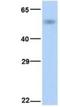 Cytochrome P450 4B1 antibody, NBP1-69677, Novus Biologicals, Western Blot image 