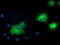 Mitogen-Activated Protein Kinase 7 antibody, M02812-1, Boster Biological Technology, Immunofluorescence image 