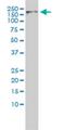 Cyclin Dependent Kinase 13 antibody, H00008621-M01, Novus Biologicals, Western Blot image 