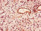 Lipase E, Hormone Sensitive Type antibody, orb46831, Biorbyt, Immunohistochemistry paraffin image 