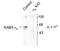Gamma-Aminobutyric Acid Type A Receptor Alpha6 Subunit antibody, TA309132, Origene, Western Blot image 