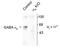 Gamma-Aminobutyric Acid Type A Receptor Alpha6 Subunit antibody, TA309132, Origene, Western Blot image 