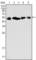 Keratin 8 antibody, abx010621, Abbexa, Western Blot image 