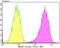 IQ Motif Containing GTPase Activating Protein 1 antibody, NBP2-75545, Novus Biologicals, Flow Cytometry image 