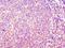 Actin Related Protein 3B antibody, MBS1494803, MyBioSource, Immunohistochemistry frozen image 