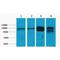 Vinculin antibody, LS-C387510, Lifespan Biosciences, Western Blot image 