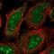 Ribosomal RNA Processing 8 antibody, NBP2-55730, Novus Biologicals, Immunofluorescence image 