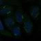 Transmembrane BAX Inhibitor Motif Containing 4 antibody, HPA077642, Atlas Antibodies, Immunofluorescence image 