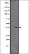 Hydroxycarboxylic Acid Receptor 1 antibody, orb335576, Biorbyt, Western Blot image 