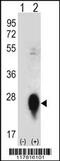 C-Type Lectin Domain Family 3 Member B antibody, 56-559, ProSci, Western Blot image 