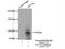 Tetratricopeptide Repeat Domain 7A antibody, 21600-1-AP, Proteintech Group, Immunoprecipitation image 