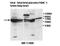 Inositol-3-Phosphate Synthase 1 antibody, MBS416578, MyBioSource, Western Blot image 