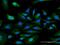 Mannan Binding Lectin Serine Peptidase 1 antibody, H00005648-B01P, Novus Biologicals, Immunocytochemistry image 