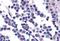 G Protein-Coupled Receptor 132 antibody, NBP1-02347, Novus Biologicals, Immunohistochemistry frozen image 