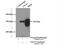 Tetratricopeptide Repeat Domain 37 antibody, 24594-1-AP, Proteintech Group, Immunoprecipitation image 