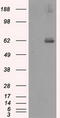 Lipase G, Endothelial Type antibody, CF501039, Origene, Western Blot image 