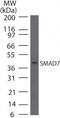 SMAD Family Member 7 antibody, PA5-23118, Invitrogen Antibodies, Western Blot image 