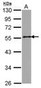 Golgi Reassembly Stacking Protein 2 antibody, LS-C155540, Lifespan Biosciences, Western Blot image 