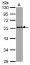 Golgi reassembly-stacking protein 2 antibody, LS-C155540, Lifespan Biosciences, Western Blot image 