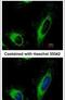 ADP/ATP translocase 3 antibody, PA5-29199, Invitrogen Antibodies, Immunofluorescence image 