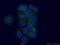 Mitochondrial TRNA Translation Optimization 1 antibody, 15650-1-AP, Proteintech Group, Immunofluorescence image 