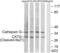 Cathepsin G antibody, GTX86950, GeneTex, Western Blot image 