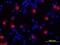 Interleukin 1 Alpha antibody, BAF200, R&D Systems, Western Blot image 