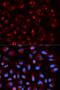 HIRA Interacting Protein 3 antibody, orb247740, Biorbyt, Immunofluorescence image 
