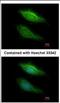 Betaine--Homocysteine S-Methyltransferase 2 antibody, NBP2-15585, Novus Biologicals, Immunocytochemistry image 