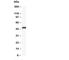 Enolase 2 antibody, R30242, NSJ Bioreagents, Western Blot image 