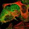 PDLI2 antibody, HPA003880, Atlas Antibodies, Immunofluorescence image 