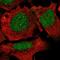 FGR Proto-Oncogene, Src Family Tyrosine Kinase antibody, PA5-66314, Invitrogen Antibodies, Immunofluorescence image 