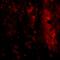 Interleukin 33 antibody, AHP1626, Bio-Rad (formerly AbD Serotec) , Immunofluorescence image 