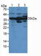 Annexin A4 antibody, LS-C713171, Lifespan Biosciences, Western Blot image 