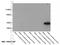 Hemoglobin Subunit Zeta antibody, 19995-1-AP, Proteintech Group, Western Blot image 