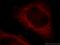 Kinectin 1 antibody, 19841-1-AP, Proteintech Group, Immunofluorescence image 