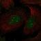 Syntaxin 3 antibody, NBP1-86984, Novus Biologicals, Immunofluorescence image 