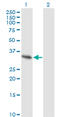 Sprouty RTK Signaling Antagonist 2 antibody, LS-C133632, Lifespan Biosciences, Western Blot image 