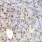 Interferon Regulatory Factor 6 antibody, LS-C334583, Lifespan Biosciences, Immunohistochemistry frozen image 