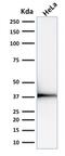 Emerin antibody, GTX17952, GeneTex, Western Blot image 