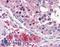 Transmembrane Channel Like 6 antibody, LS-B2699, Lifespan Biosciences, Immunohistochemistry frozen image 