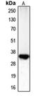 Cyclin Dependent Kinase 1 antibody, orb213696, Biorbyt, Western Blot image 